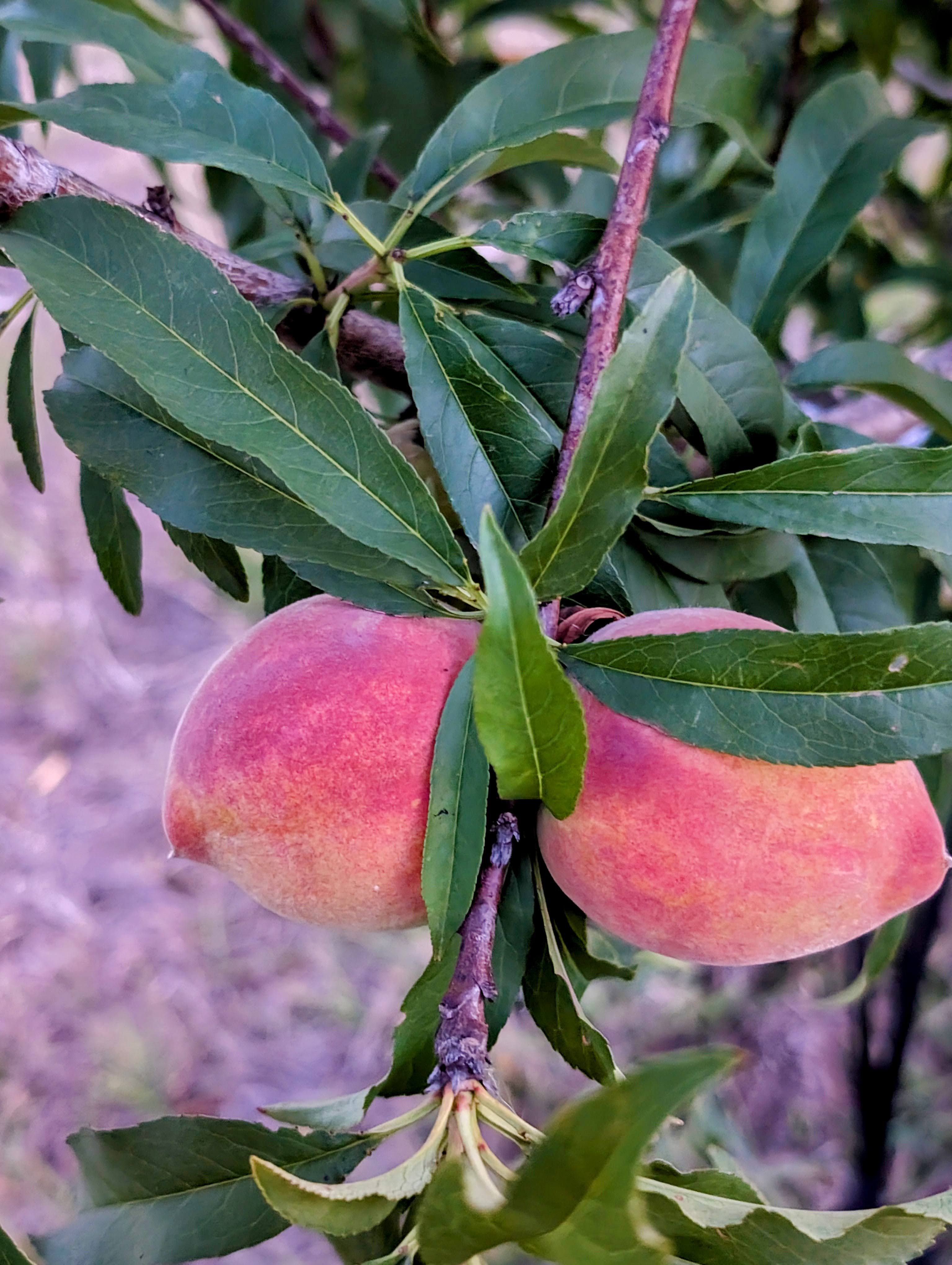 Young peach tree with fruit