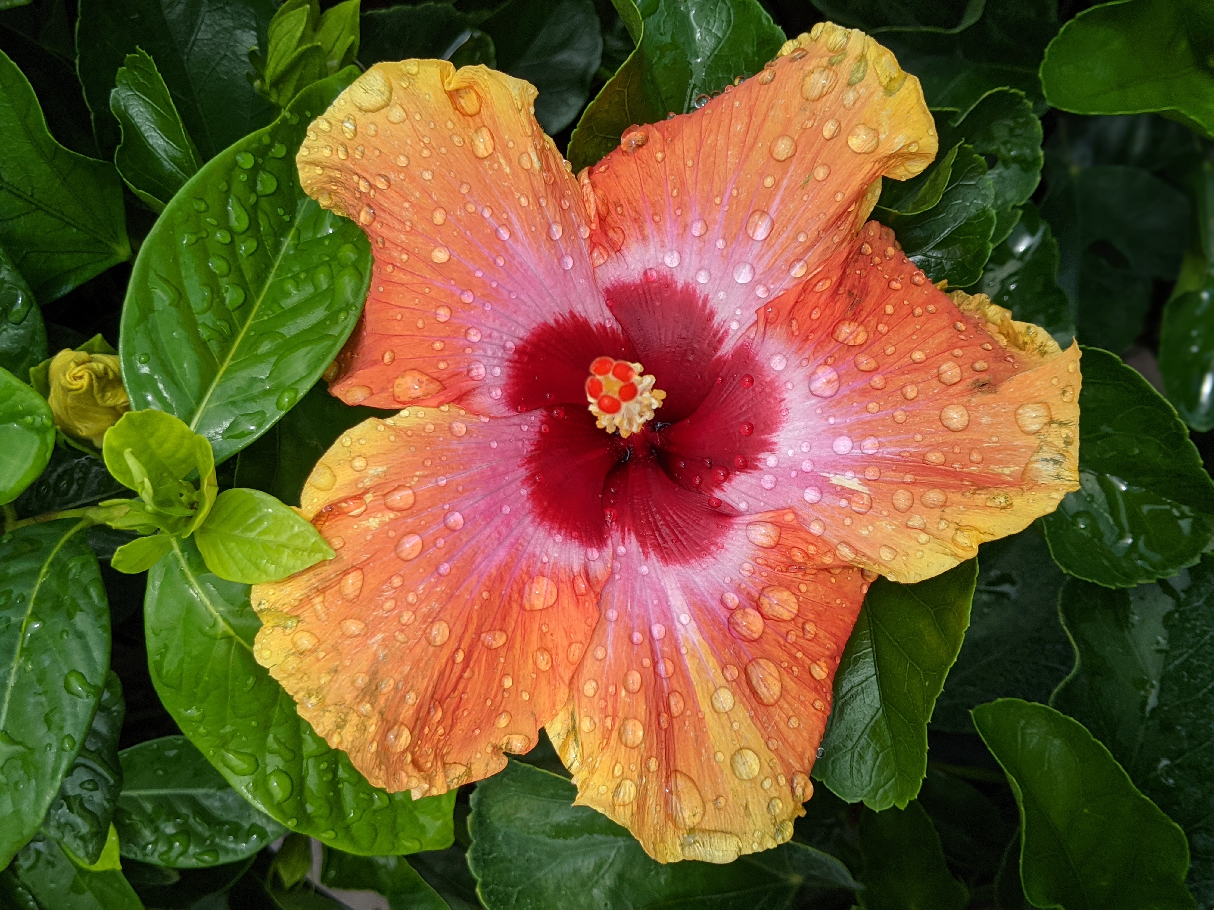 Tropical hibiscus plant with bright flowers