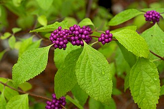 American beautyberry with purple berries
