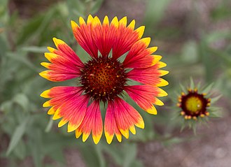 Gaillardia flowers blooming in warm colors